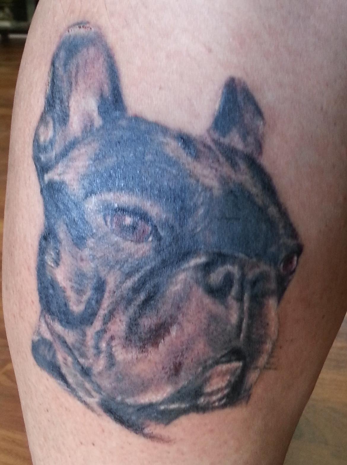 Fransk bulldog Oscar aka Batmand 1 billede 23