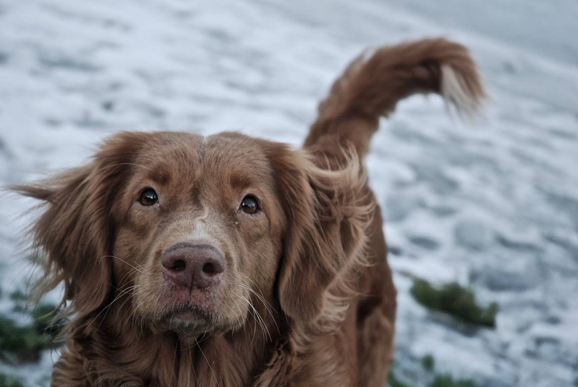 Nova scotia duck tolling retriever Susi - Himmelhund billede 2