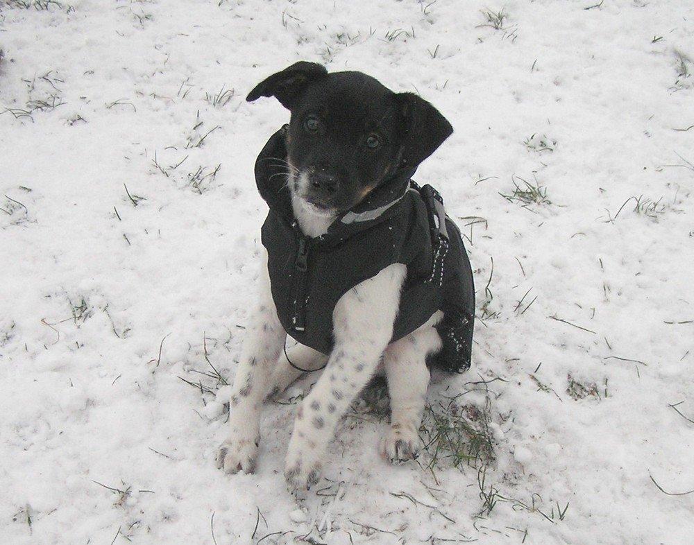 Dansk svensk gaardhund Movember (Moe) - Lækker sne vaps <3
Taget D.30/1 - 2014 billede 1