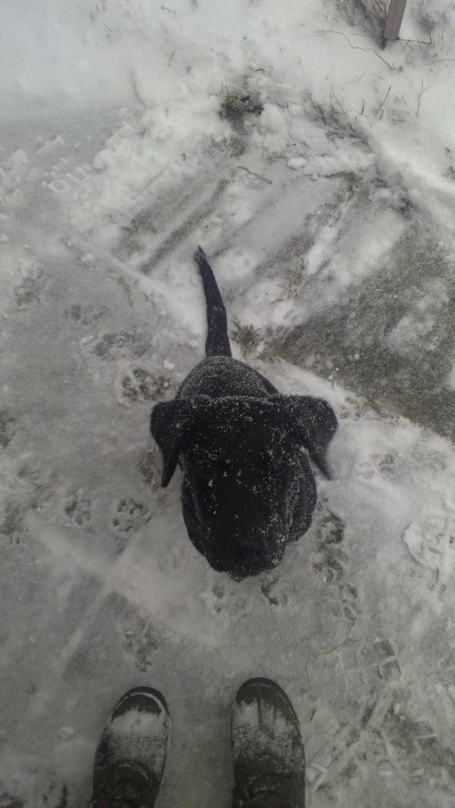 Blanding af racer Mikkel - mikkels første sne  billede 12