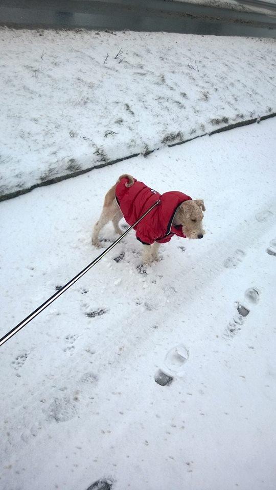 Ruhåret foxterrier Foxy - Foxy nåede lige at blive trimmet så kom vinteren, hver gang vi var ude frøs hun - så løsningen var en dejlig varm jakke ! :) billede 1
