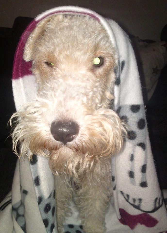 Ruhåret foxterrier Foxy - Foxy frøs, så hun fik tæppe på, men hun nægtede at få den af igen :) billede 3