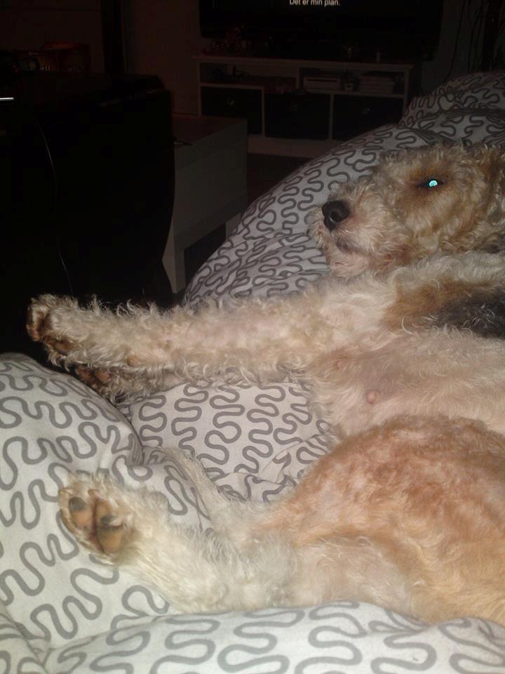 Ruhåret foxterrier Foxy - Lidt doven er man vel ! ;) billede 5