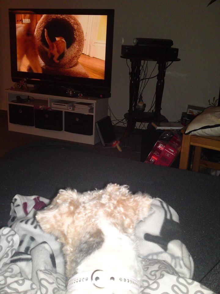 Ruhåret foxterrier Foxy - Uha killing i tvet det må jeg hellere se ;) billede 6