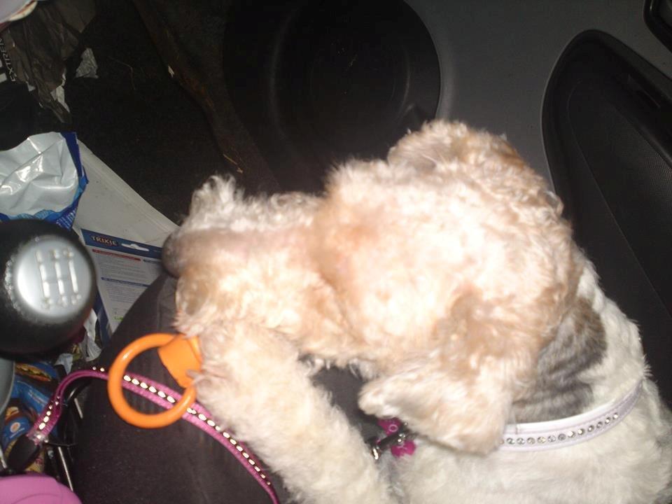 Ruhåret foxterrier Foxy - Foxy har altid en sut i bilen med piv i, den bliver brugt fligtigt ! :) billede 2