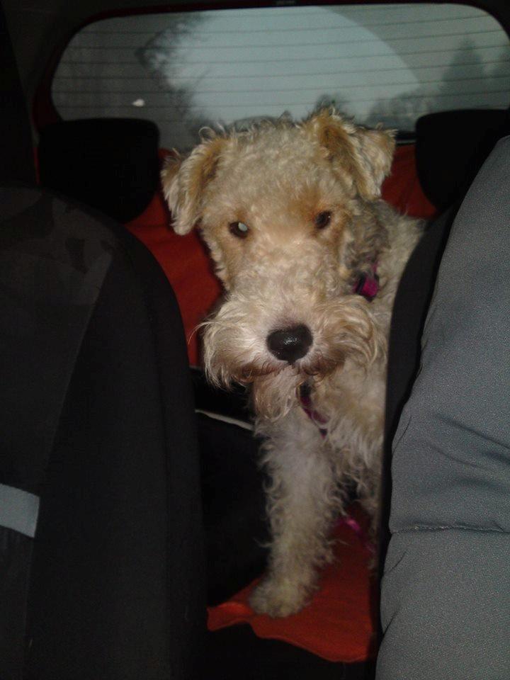 Ruhåret foxterrier Foxy - Ude og køre er nu det bedste ! ;) billede 8