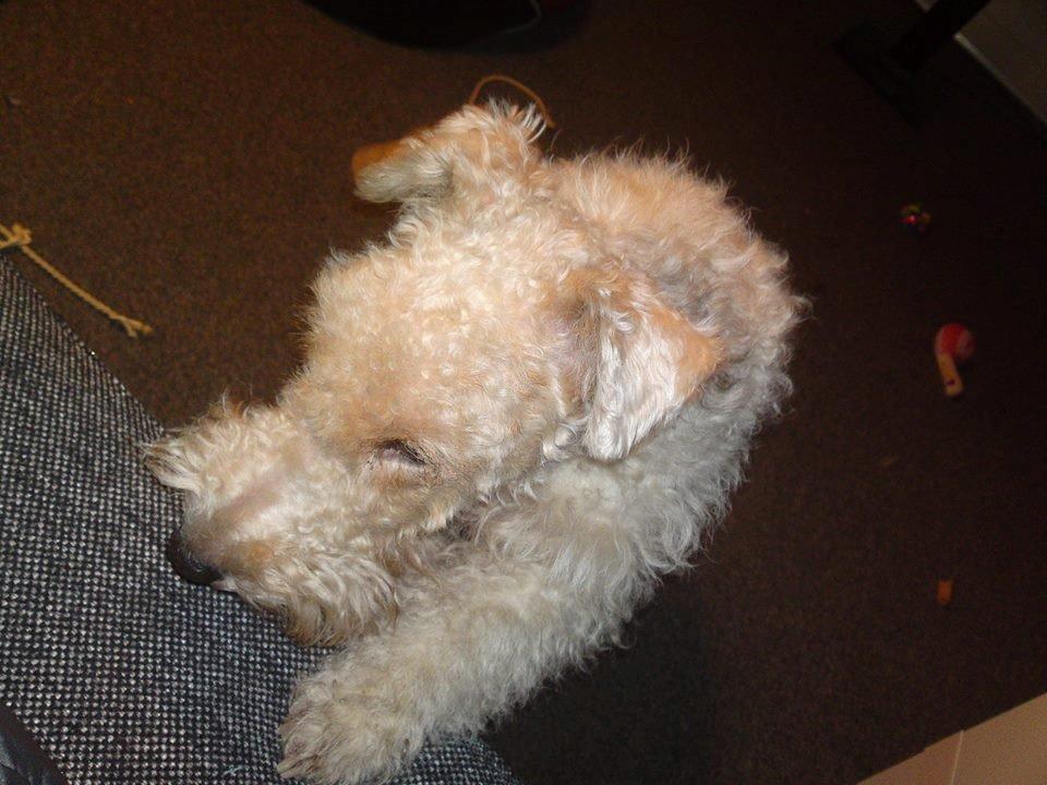 Ruhåret foxterrier Foxy - Mor nu har jeg ødelagt mit legetøj, må jeg så ikke lige komme op i sofaen og putte hos dig ! <3 billede 9