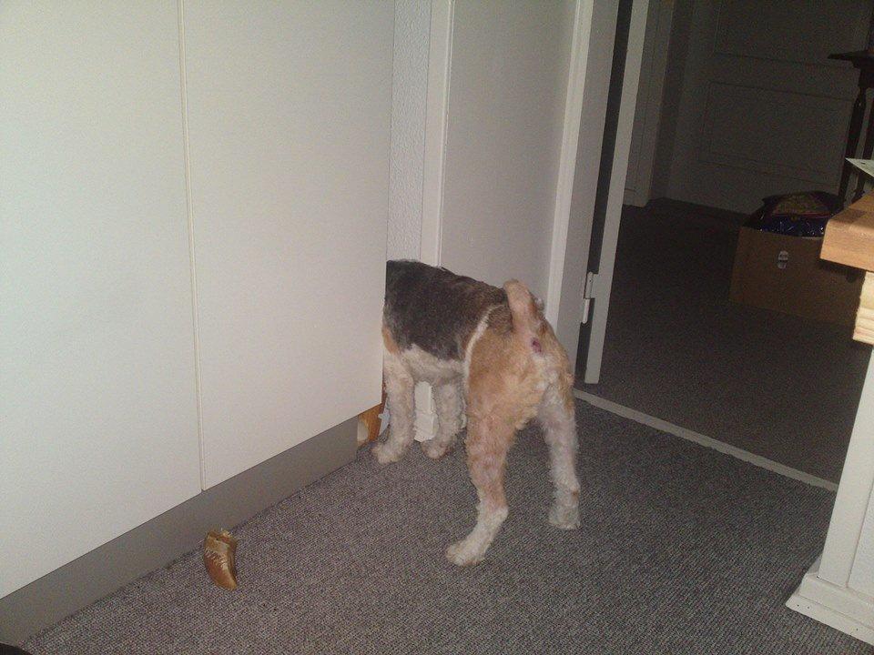 Ruhåret foxterrier Foxy - Når min far begynder at snakke engelsk står jeg sådan her, det bryder jeg mig ikke om nemlig ;) billede 7