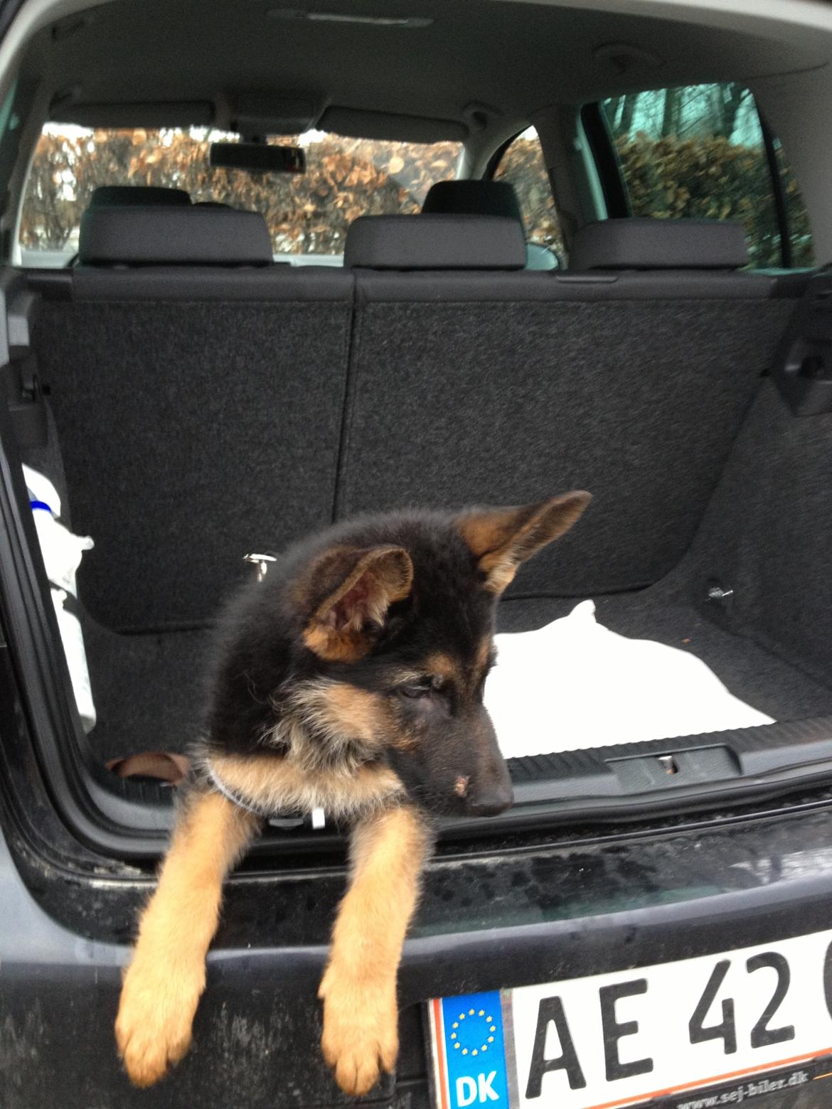 Schæferhund Tyson billede 1