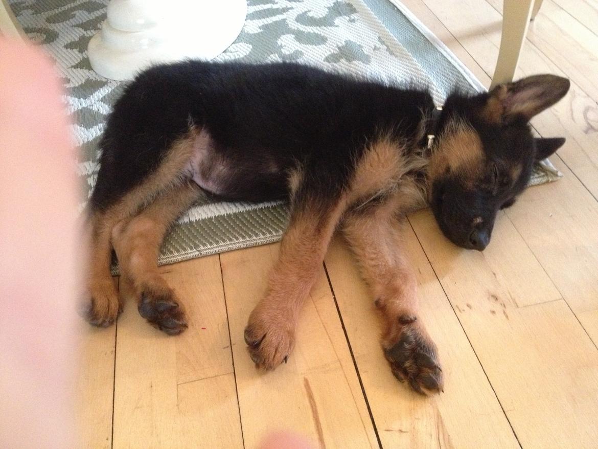 Schæferhund Tyson billede 2