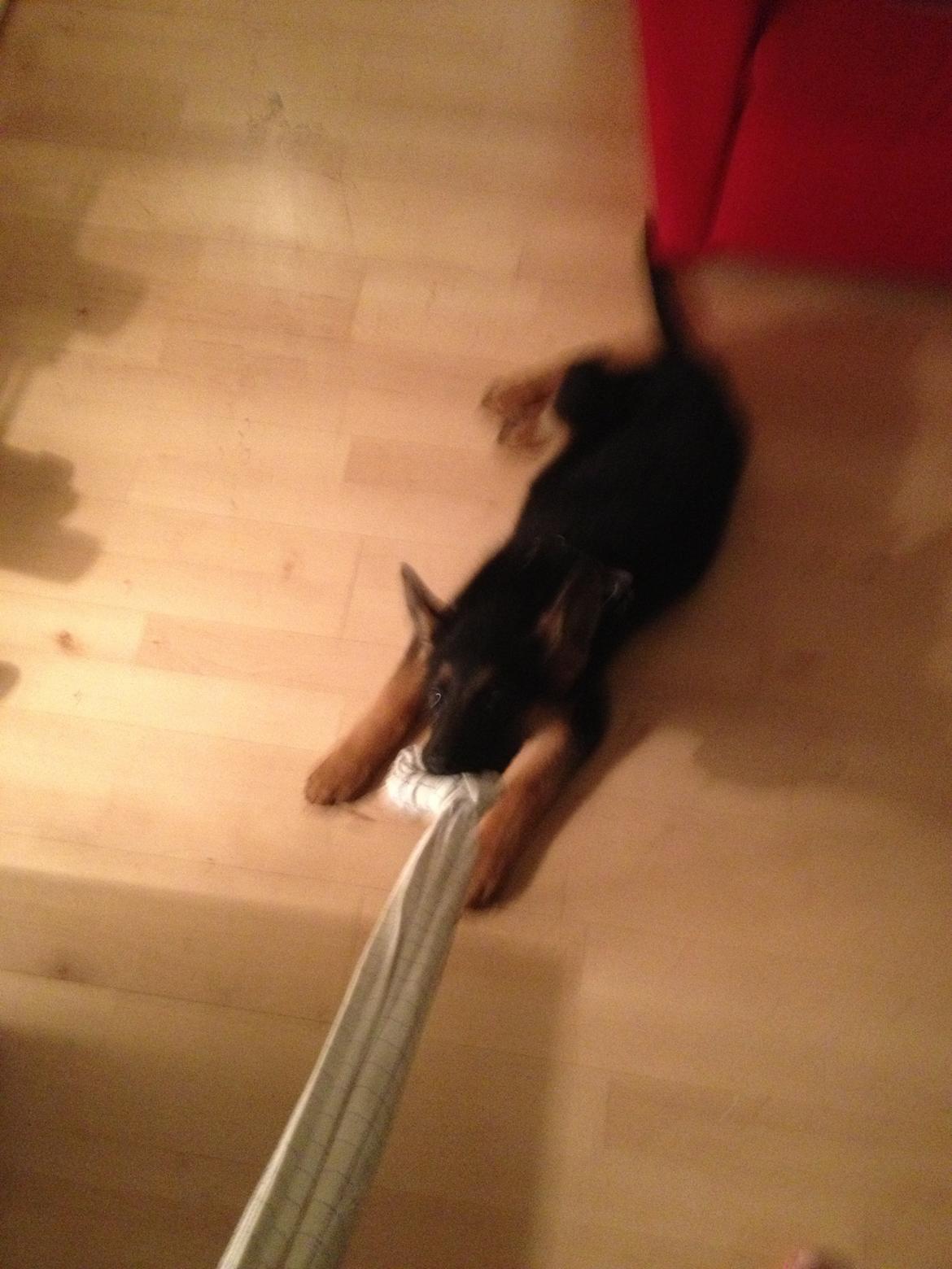 Schæferhund Tyson billede 3