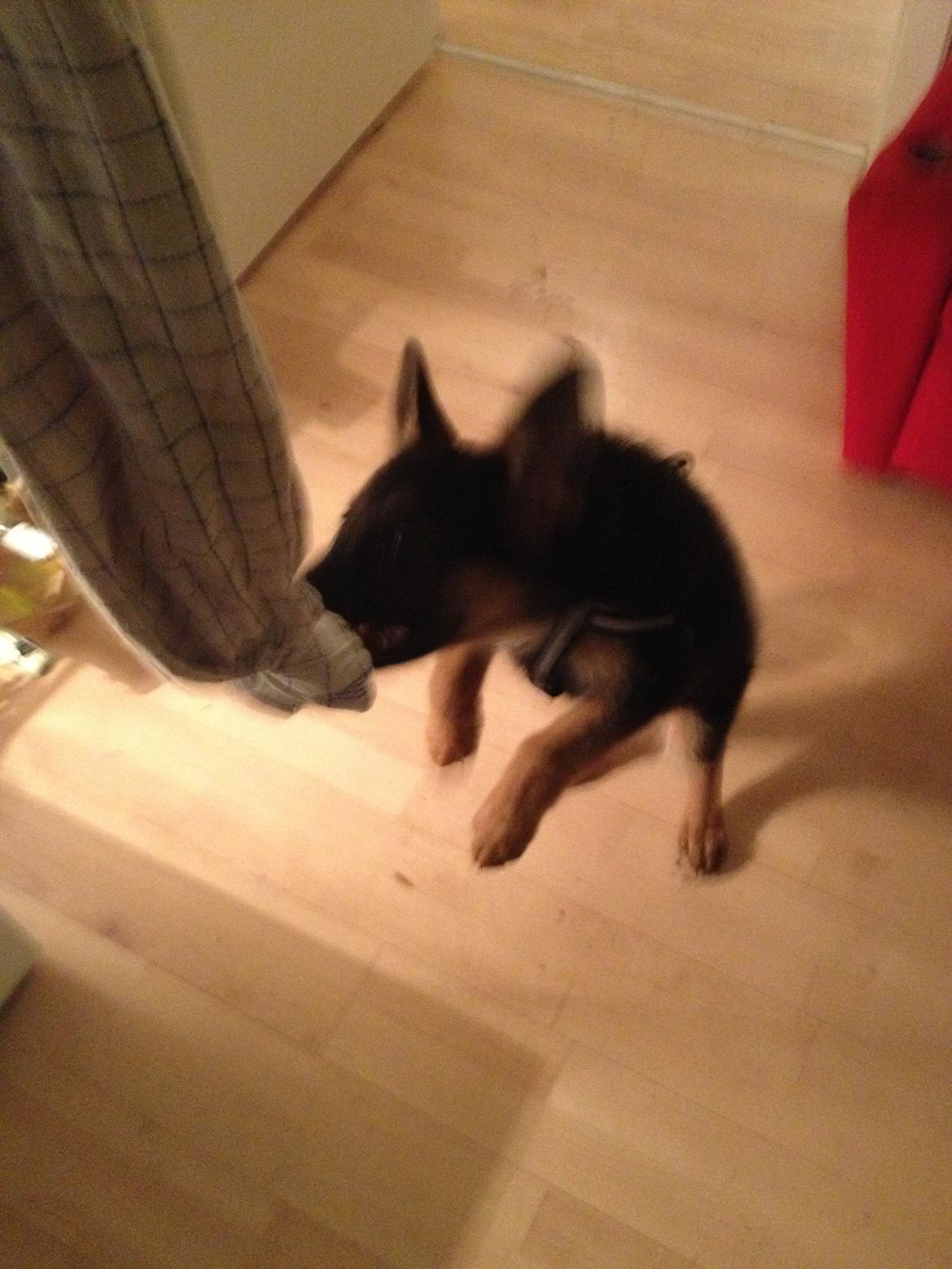 Schæferhund Tyson billede 4