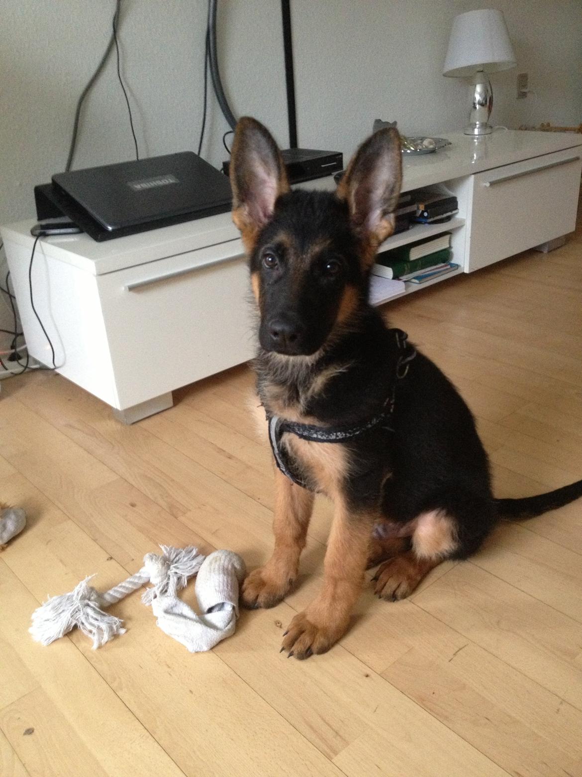 Schæferhund Tyson billede 7