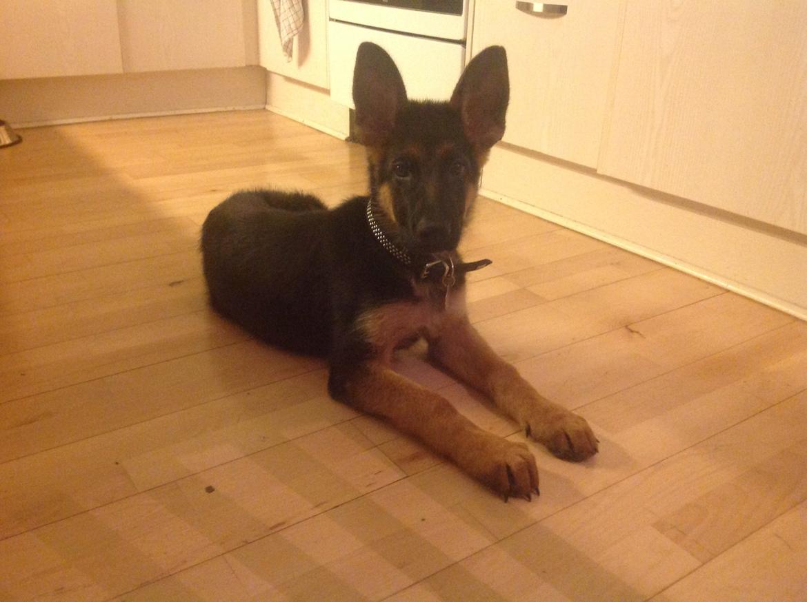 Schæferhund Tyson billede 8