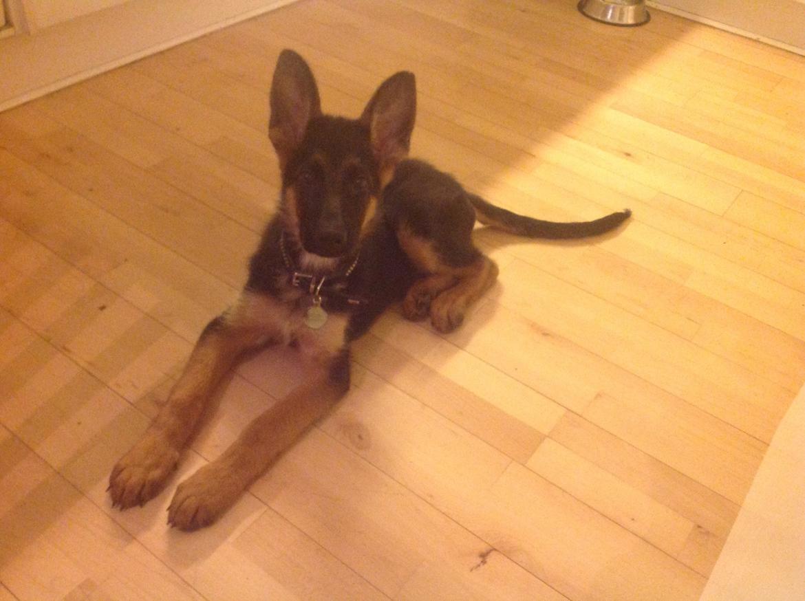 Schæferhund Tyson billede 9