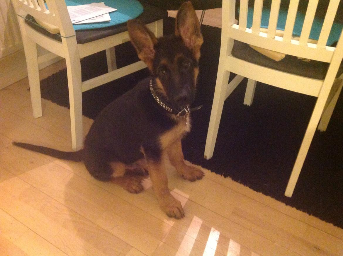 Schæferhund Tyson billede 11