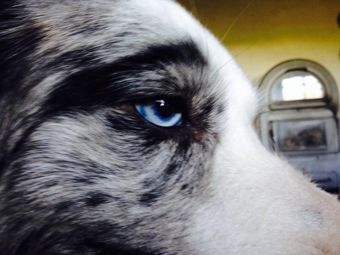 Border collie Gawain's Connection Point (Amy) billede 2