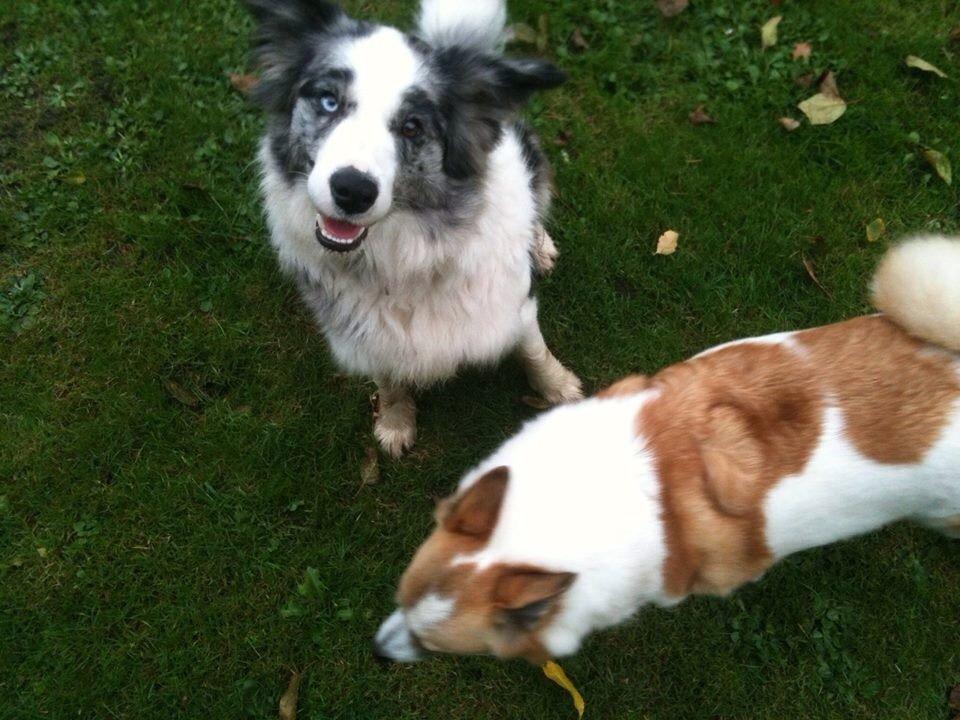 Border collie Gawain's Connection Point (Amy) billede 3