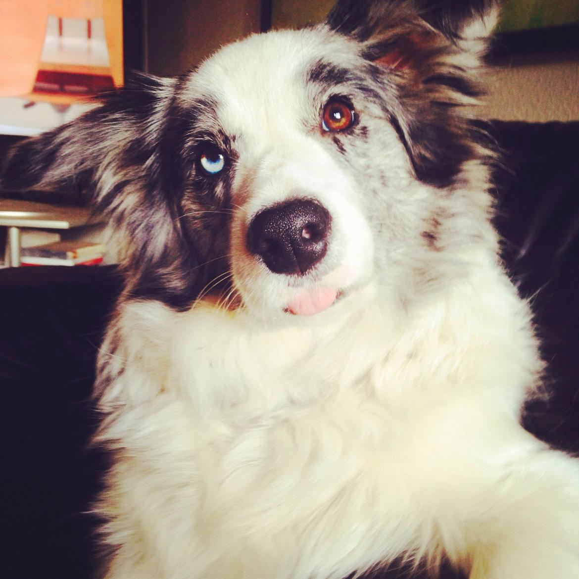 Border collie Gawain's Connection Point (Amy) billede 4