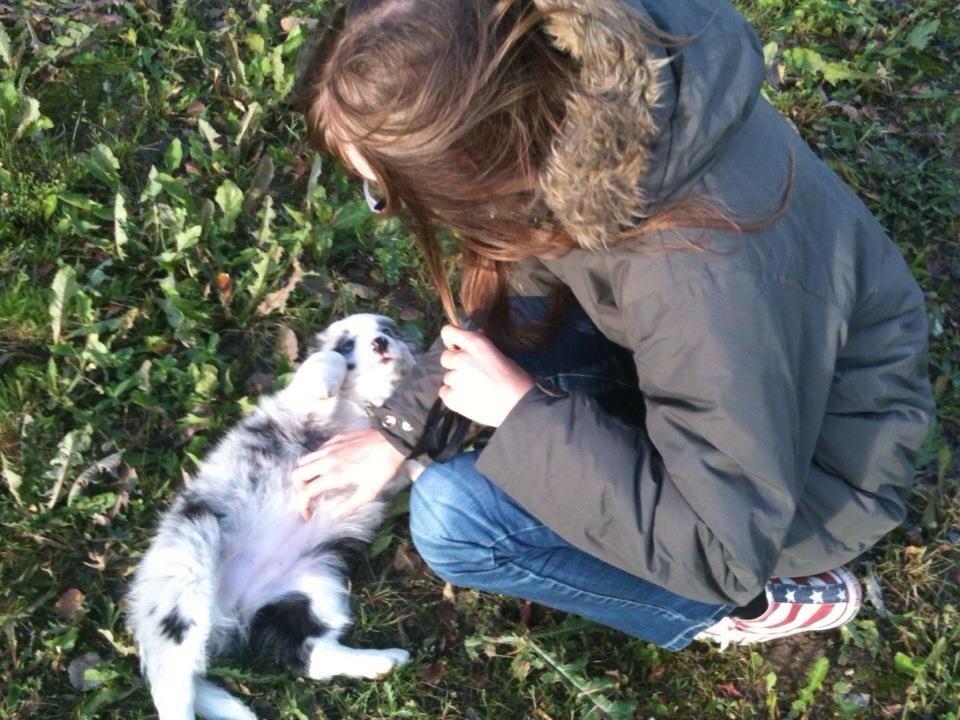 Border collie Gawain's Connection Point (Amy) billede 5