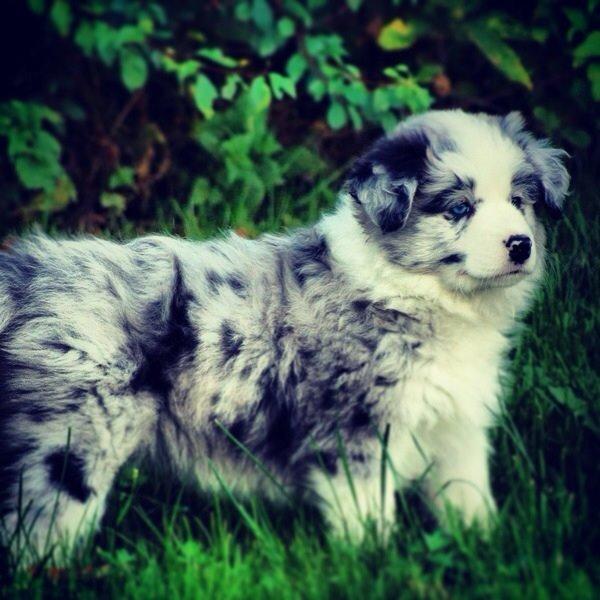 Border collie Gawain's Connection Point (Amy) billede 6