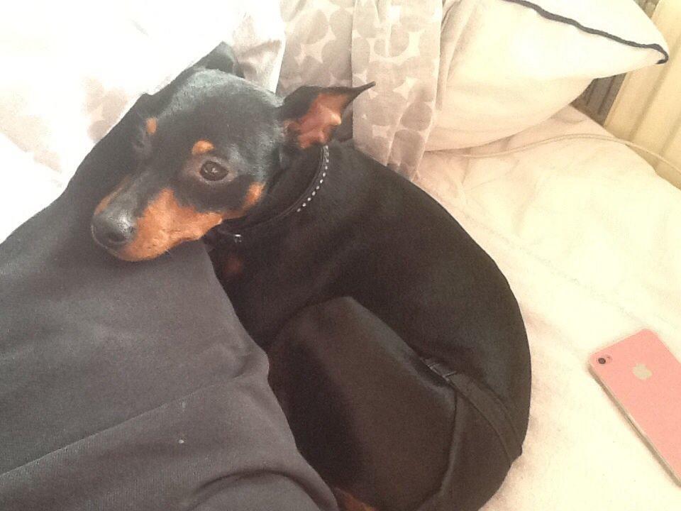 Dvaergpinscher Lady billede 21