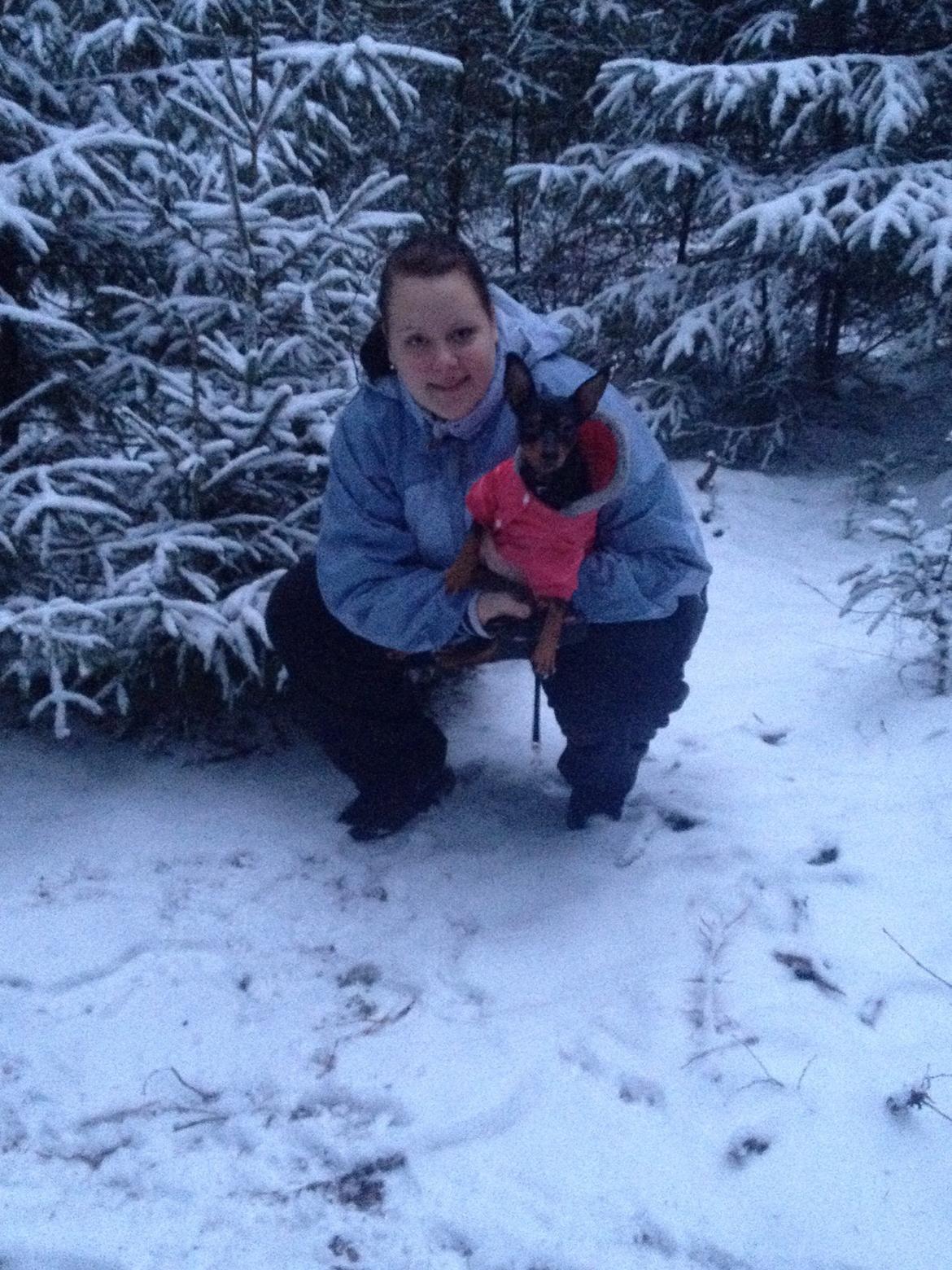 Dvaergpinscher Lady billede 22