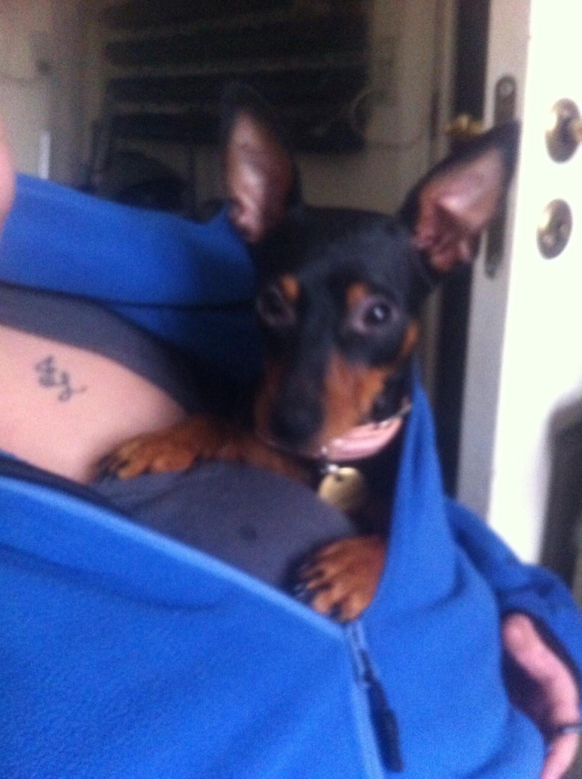 Dvaergpinscher Lady billede 23