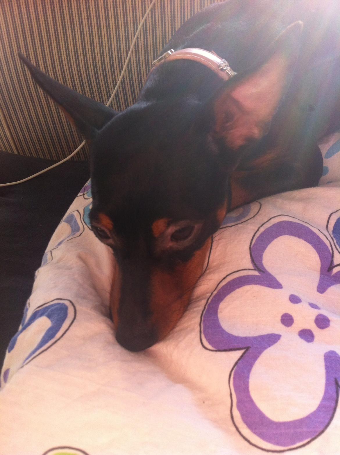 Dvaergpinscher Lady billede 24