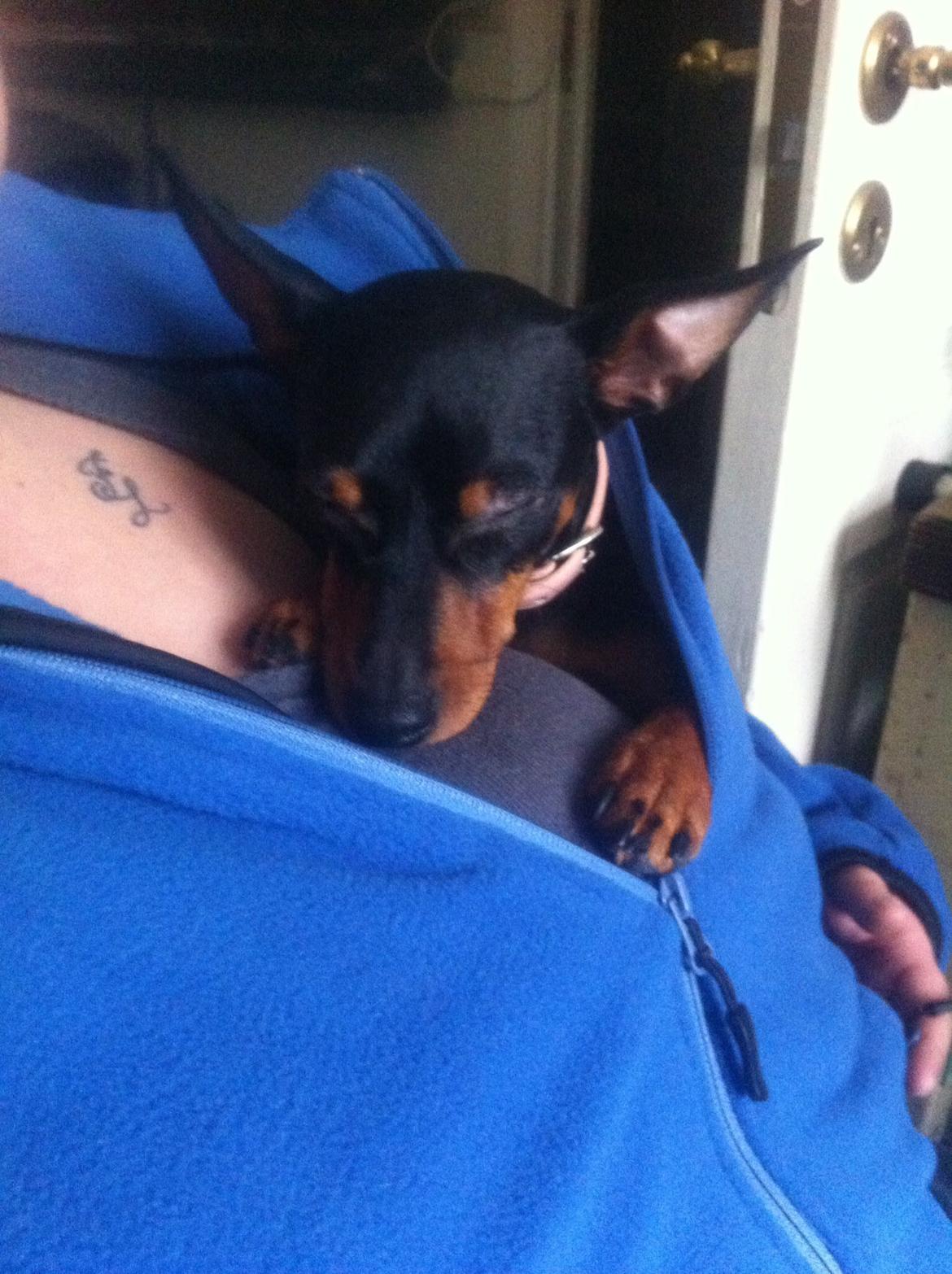 Dvaergpinscher Lady billede 25