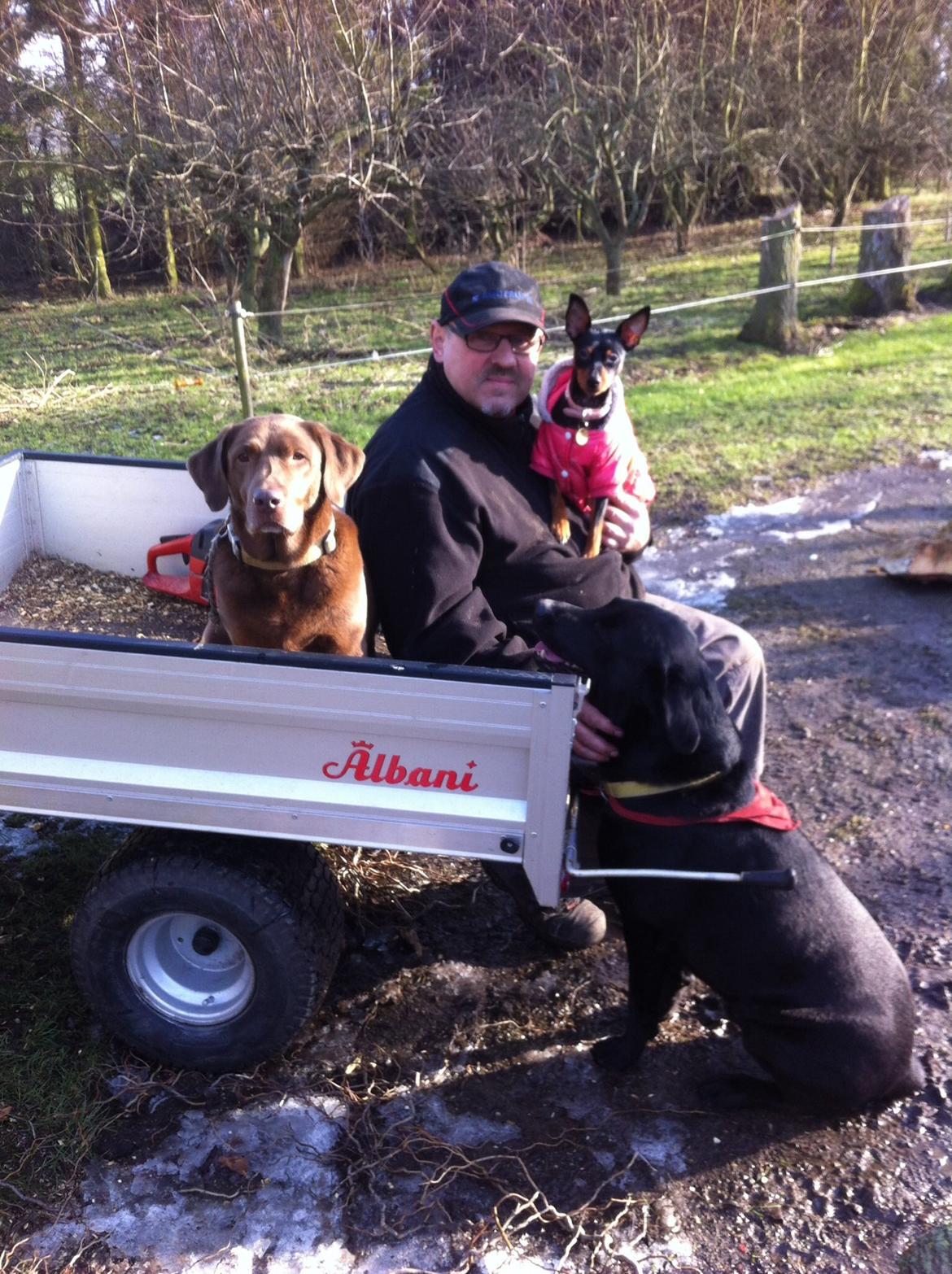 Dvaergpinscher Lady billede 26