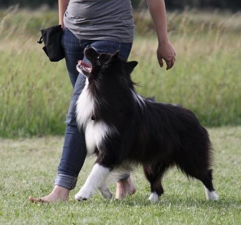 Border collie Tempo billede 1