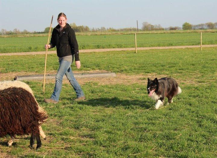 Border collie Tempo billede 22