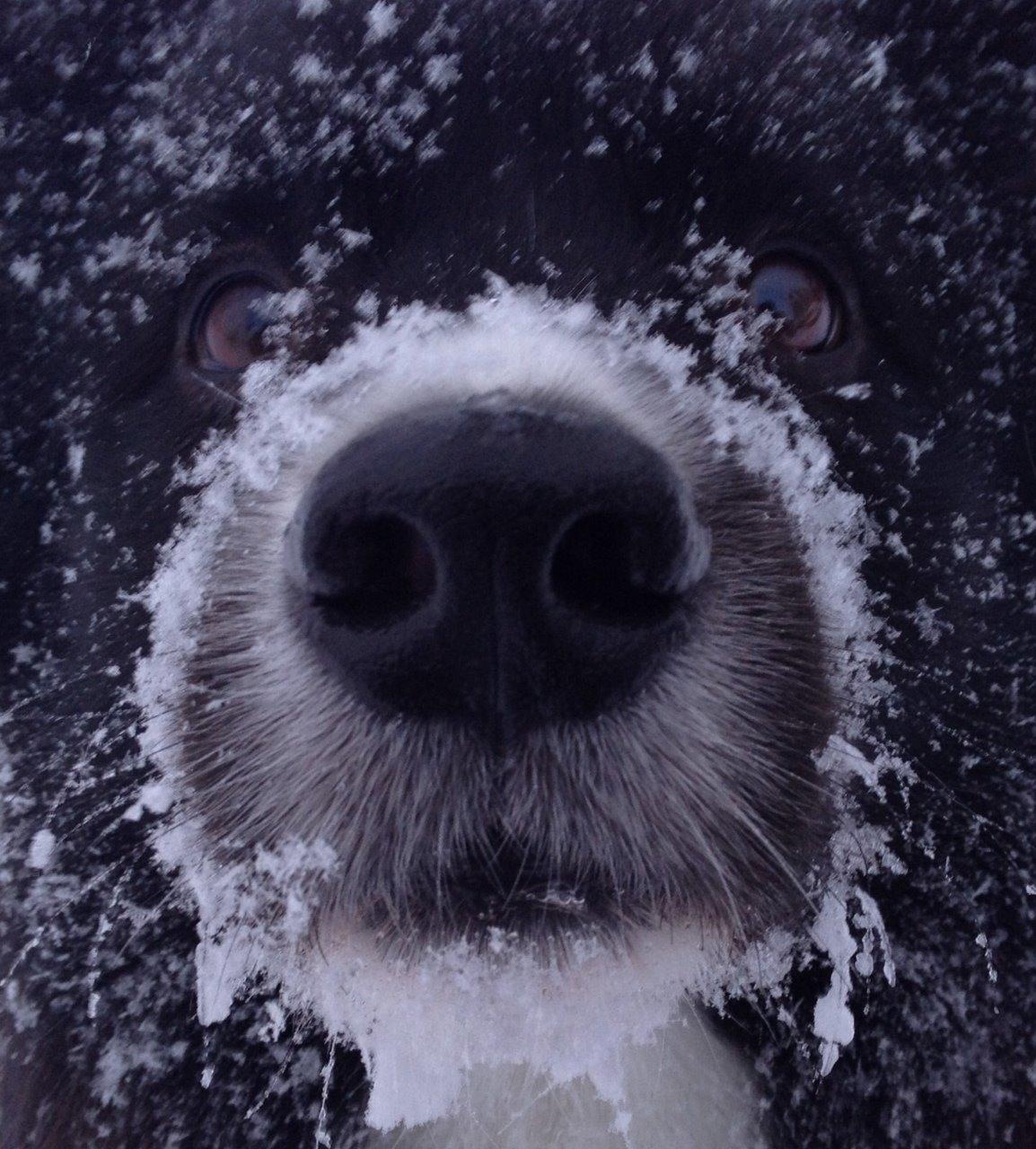 Border collie Tempo billede 23