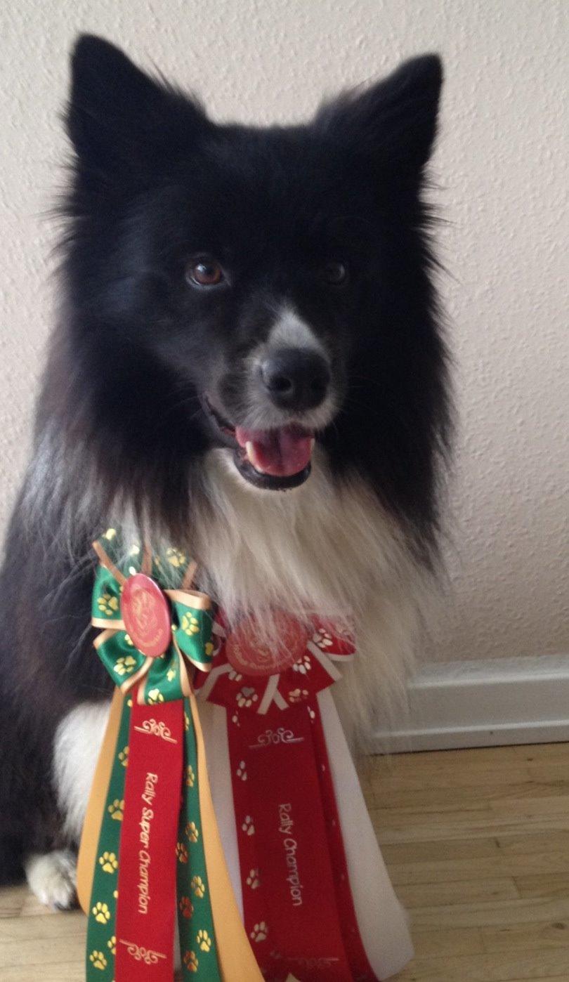 Border collie Tempo billede 24