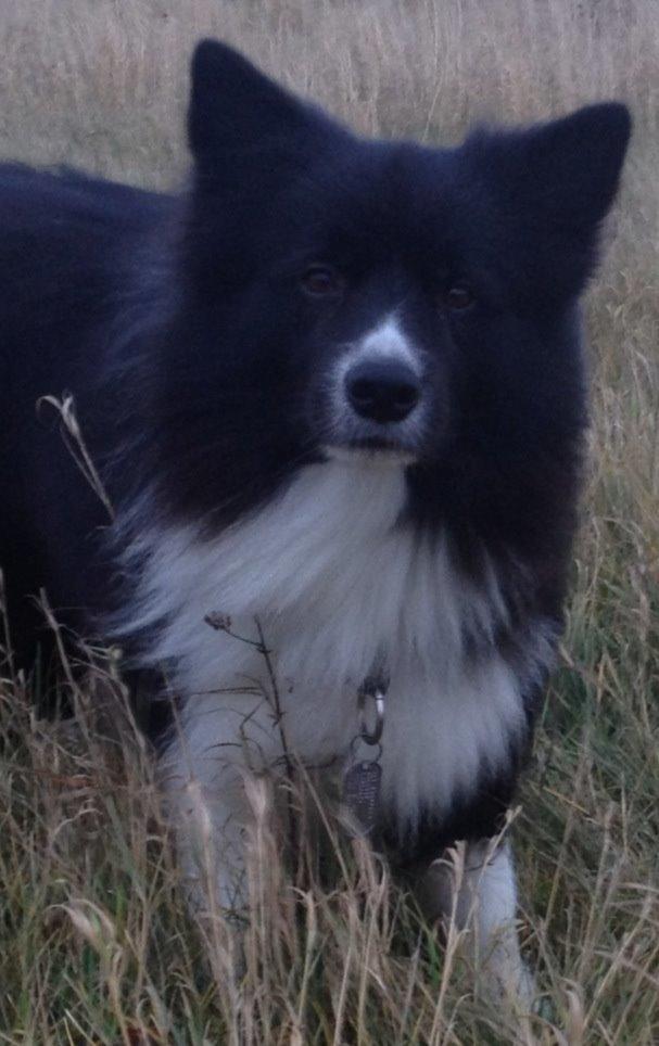 Border collie Tempo billede 20