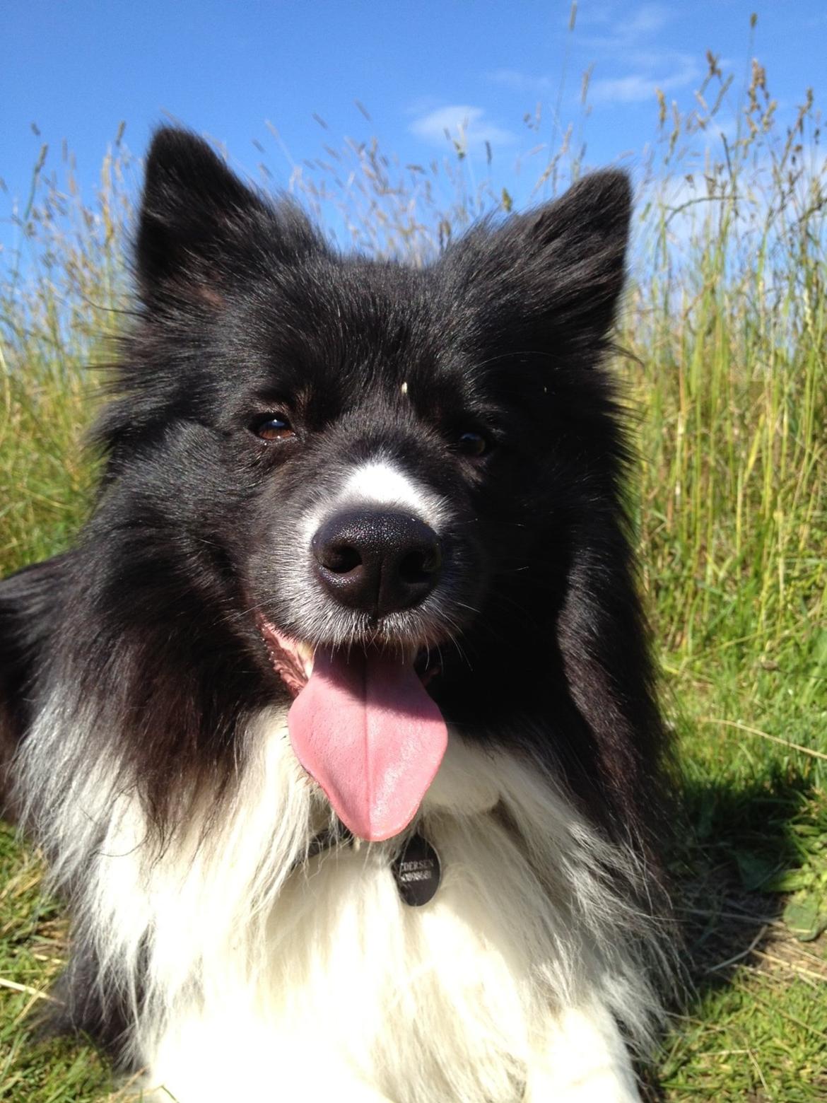 Border collie Tempo billede 21