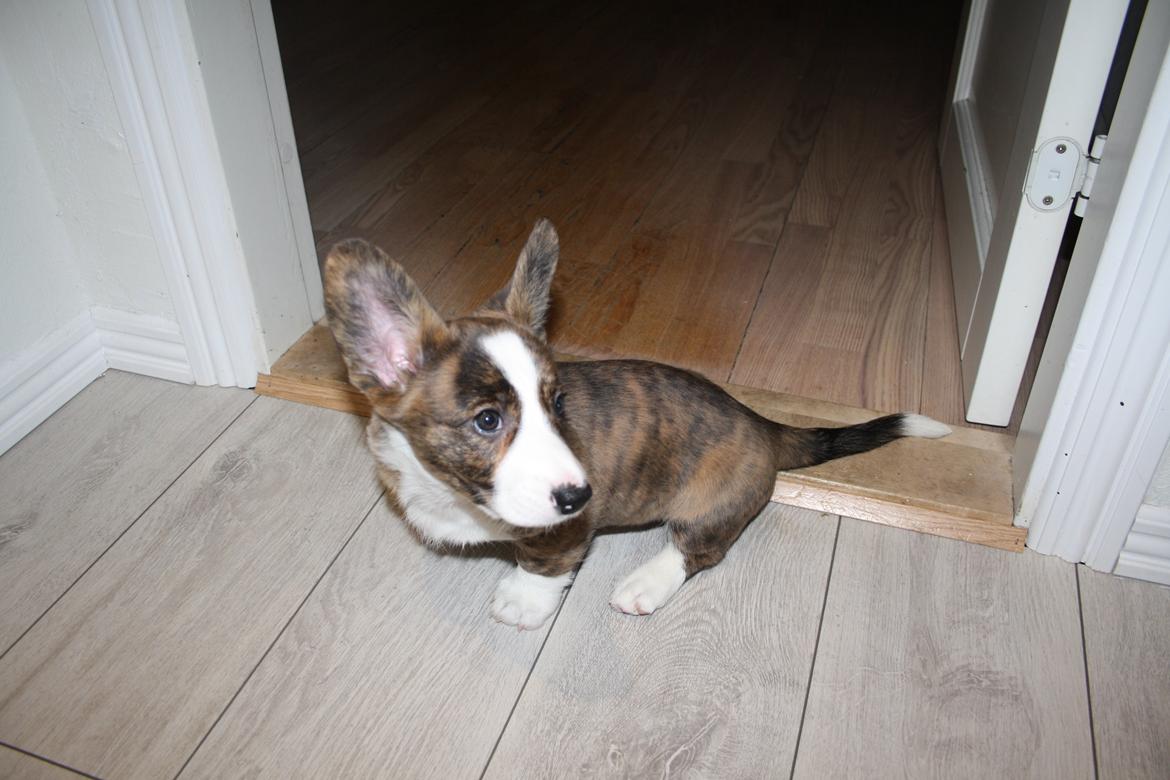 Welsh corgi cardigan Mille billede 3