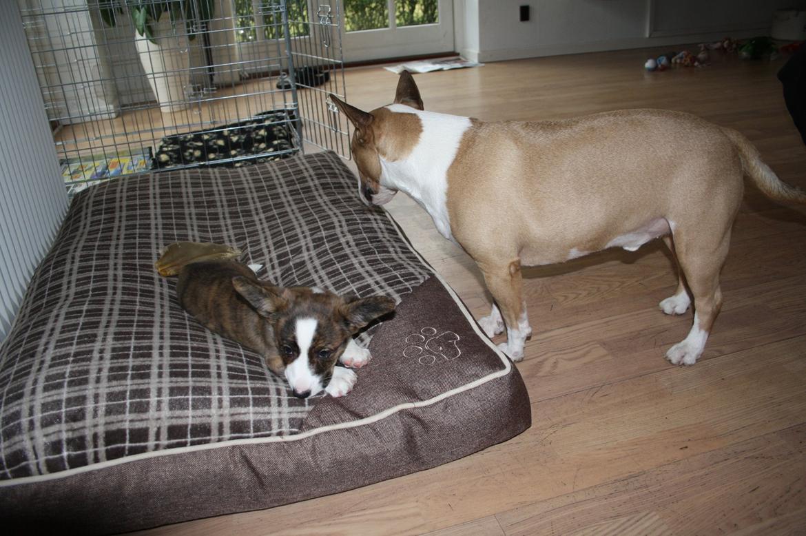 Welsh corgi cardigan Mille billede 8