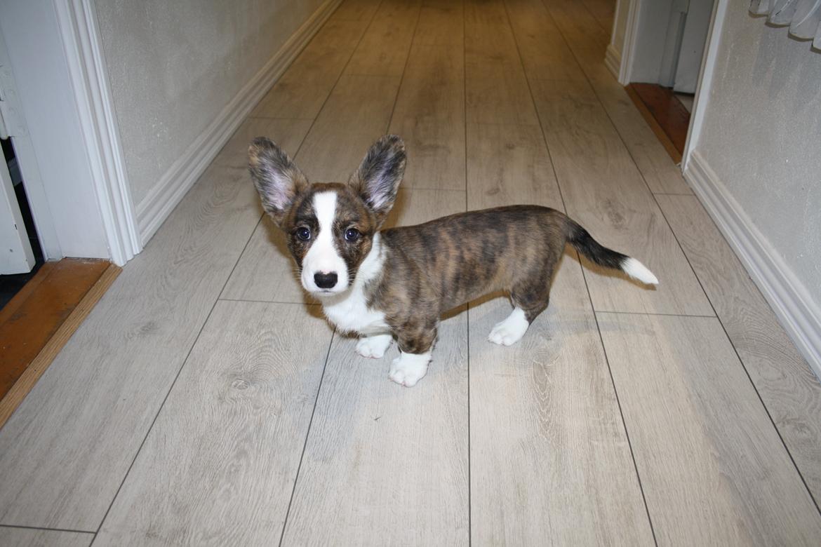 Welsh corgi cardigan Mille billede 6