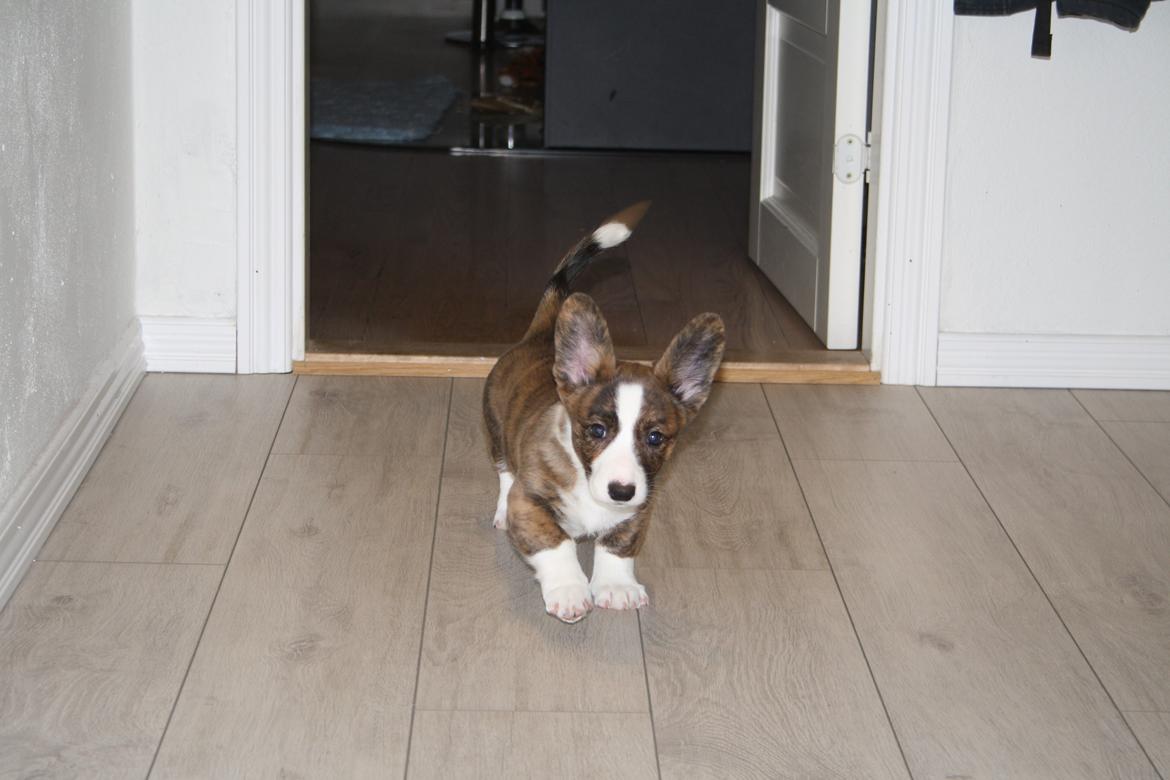 Welsh corgi cardigan Mille billede 5