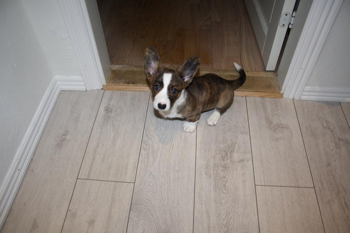 Welsh corgi cardigan Mille billede 7