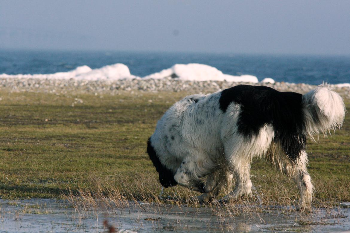 Newfoundlænder Traneborgens Ellevild billede 6