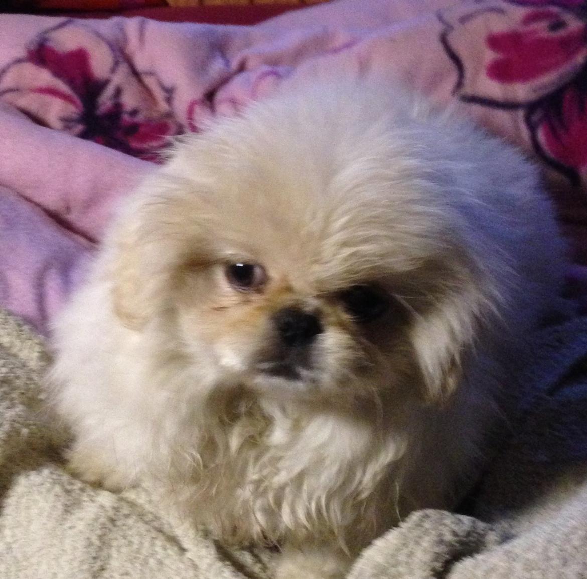 Blanding af racer Beauty billede 1