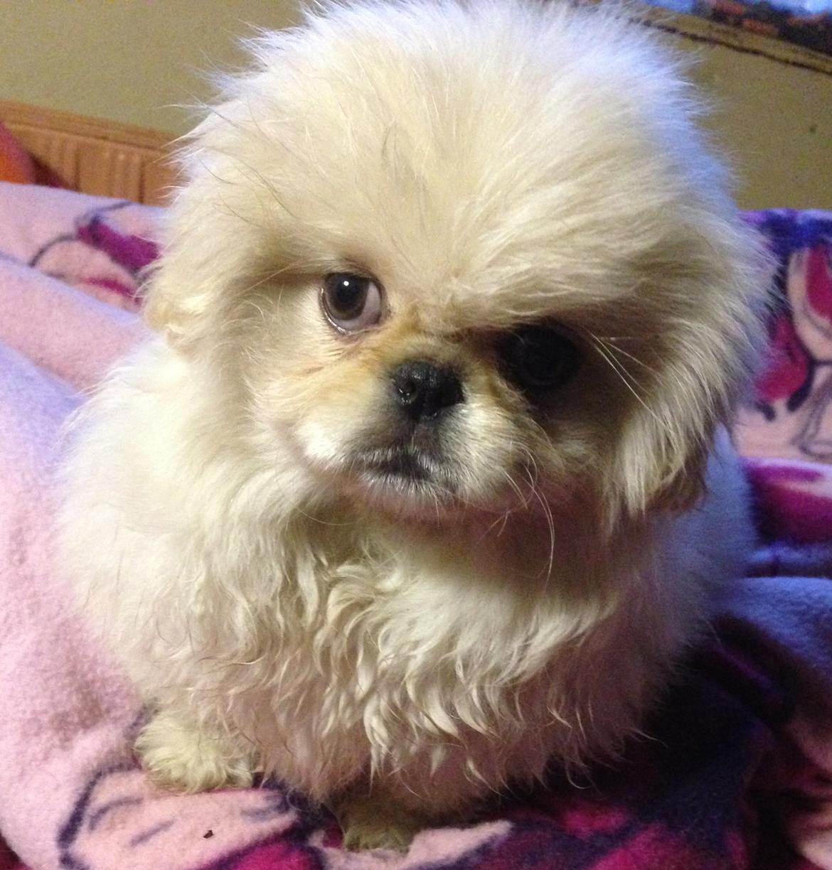 Blanding af racer Beauty billede 3