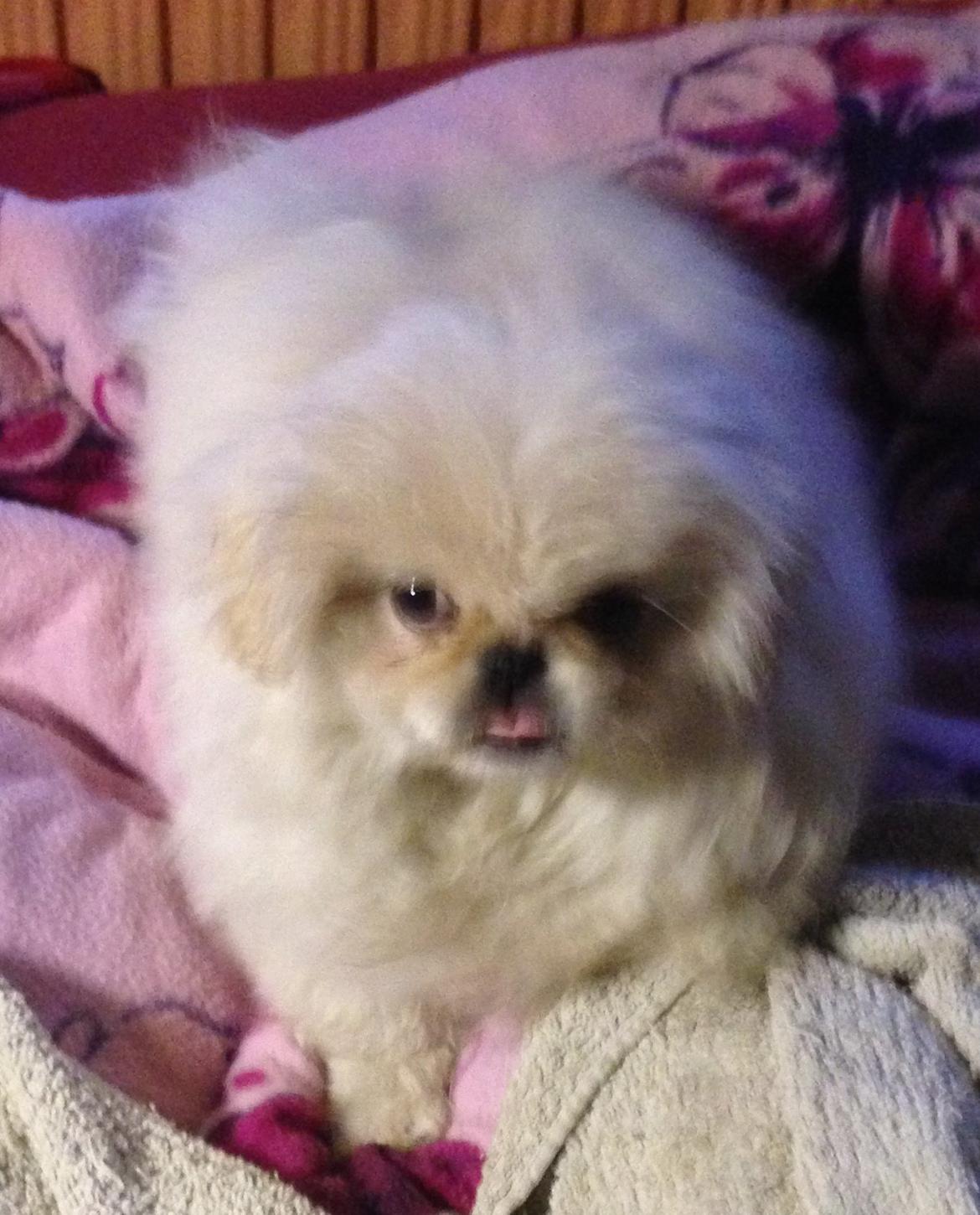 Blanding af racer Beauty billede 4