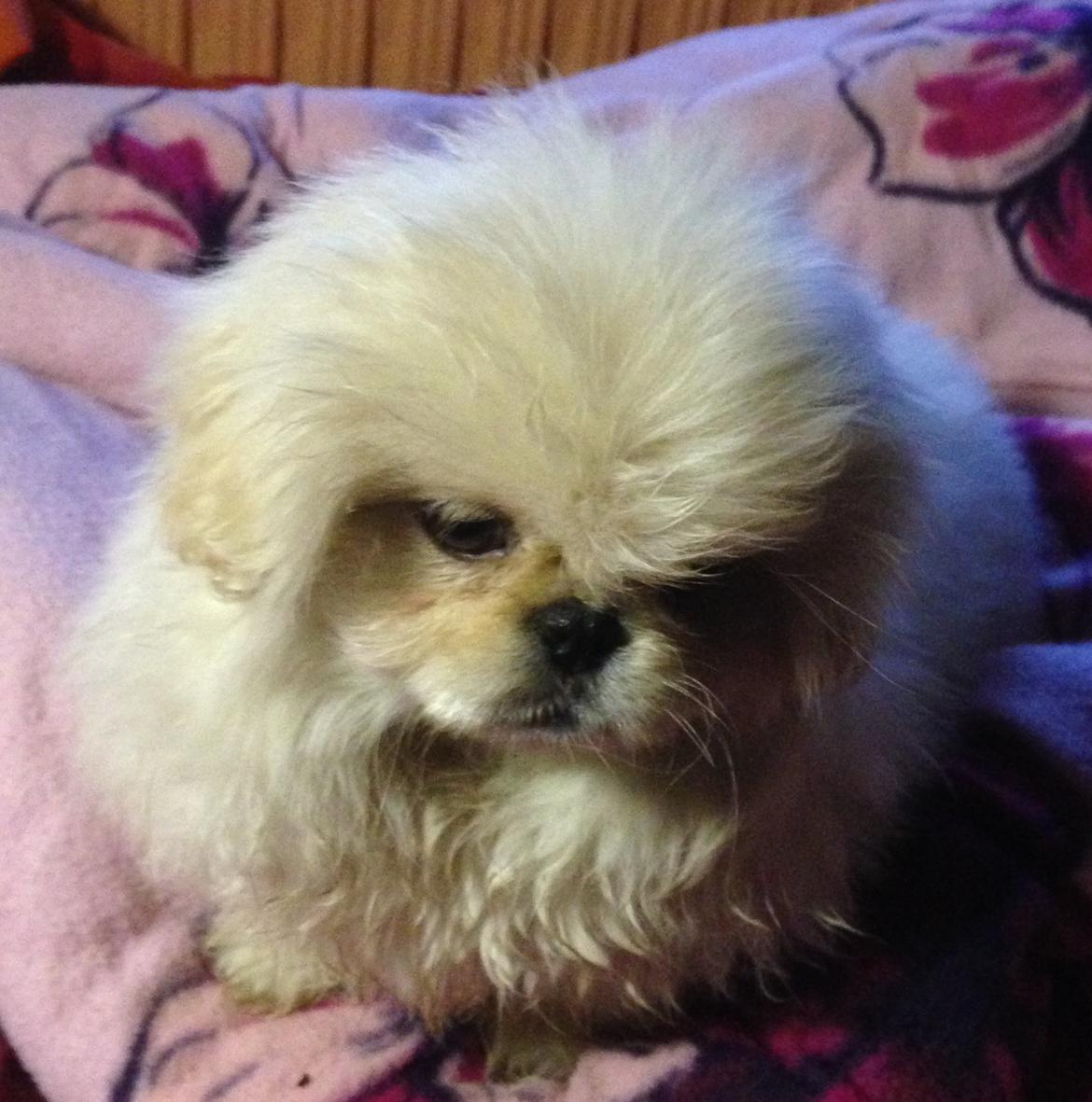 Blanding af racer Beauty billede 5