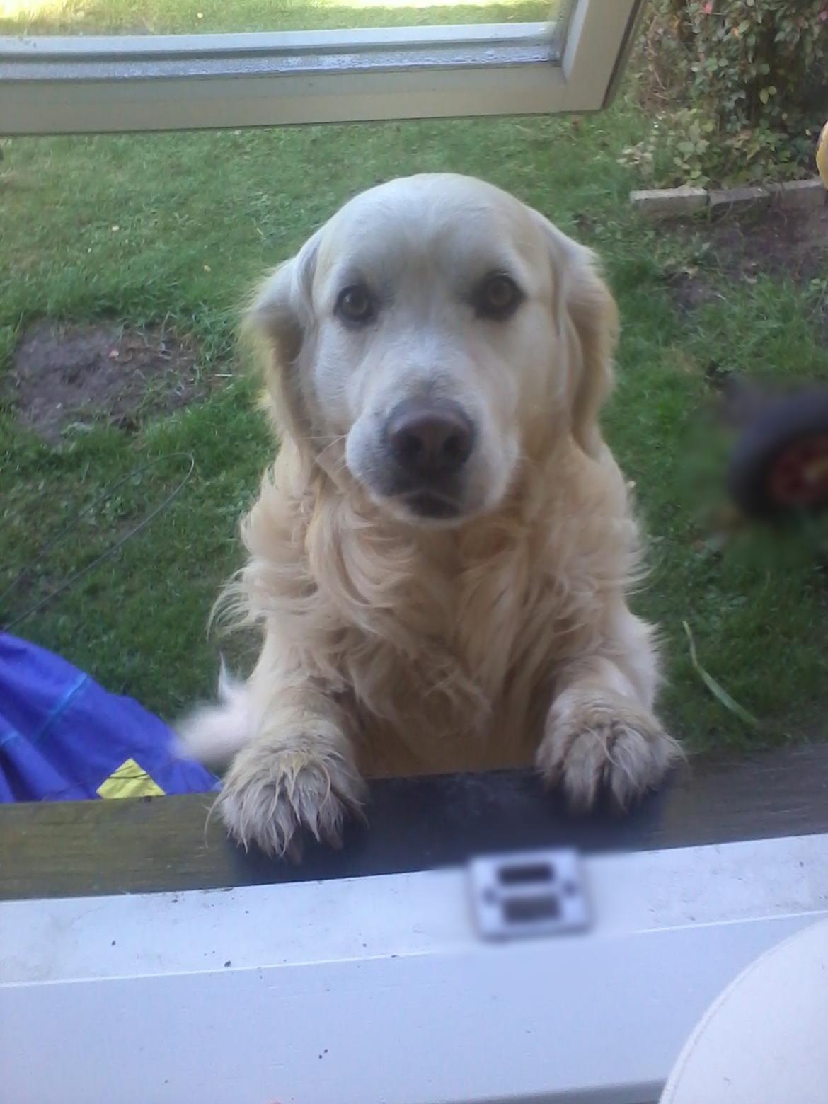 Golden retriever Baloo - Hejsa billede 8