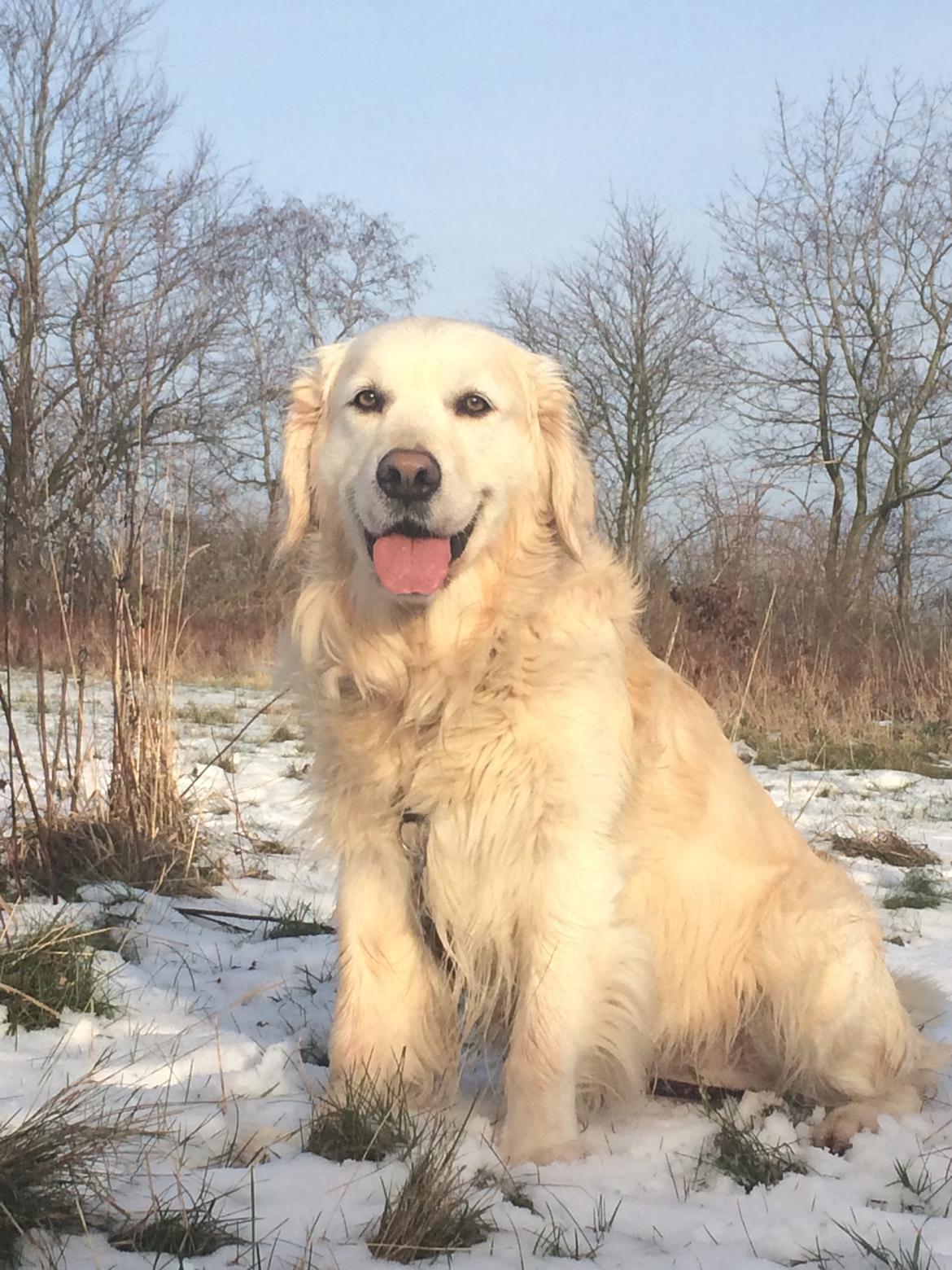 Golden retriever Baloo billede 16