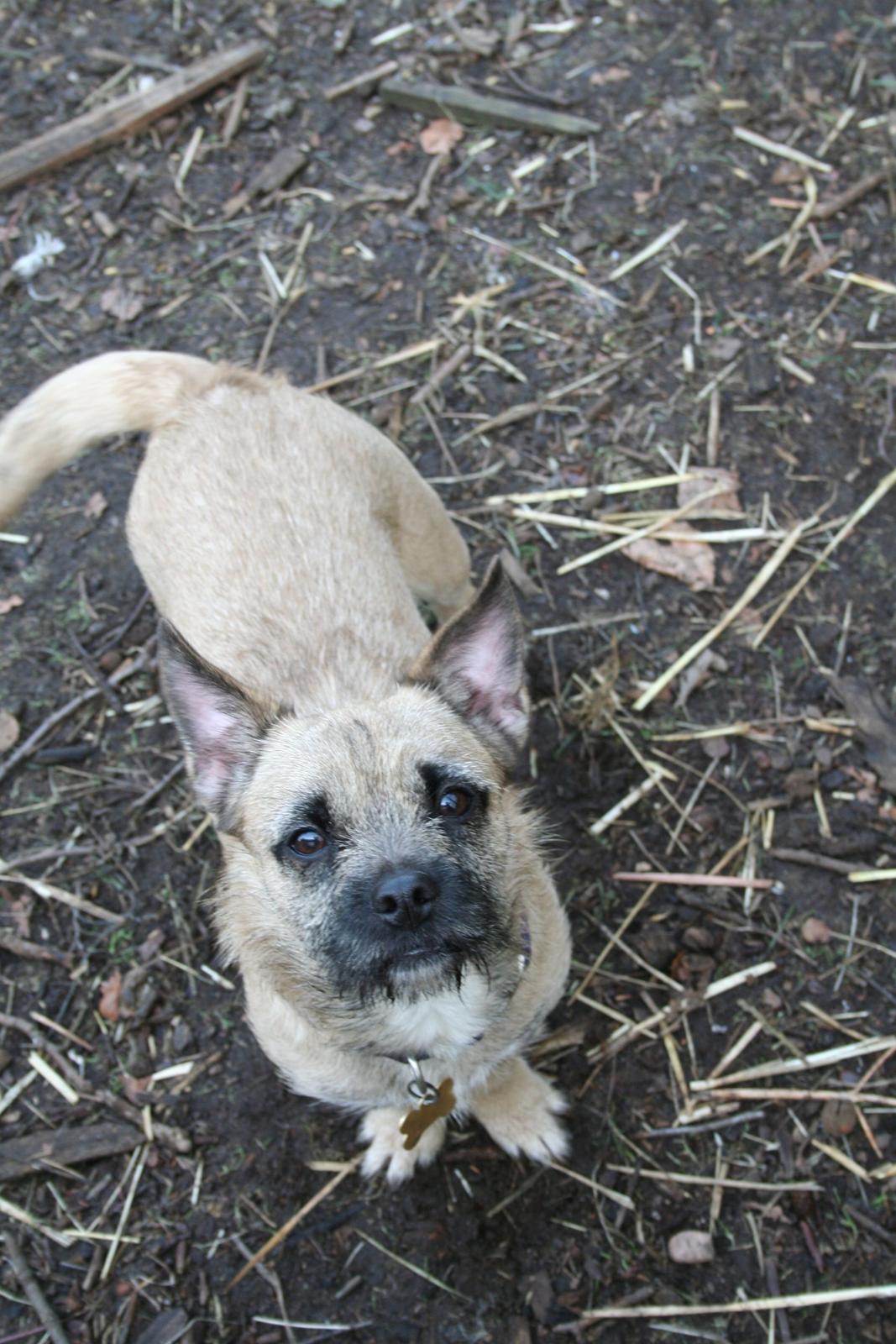 Blanding af racer Marley billede 9